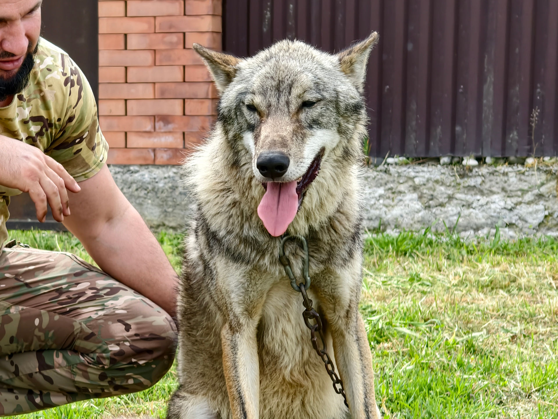 Ein in Ketten gelegter Wolf als „Haustier“? In Tschetschenien ist alles möglich.