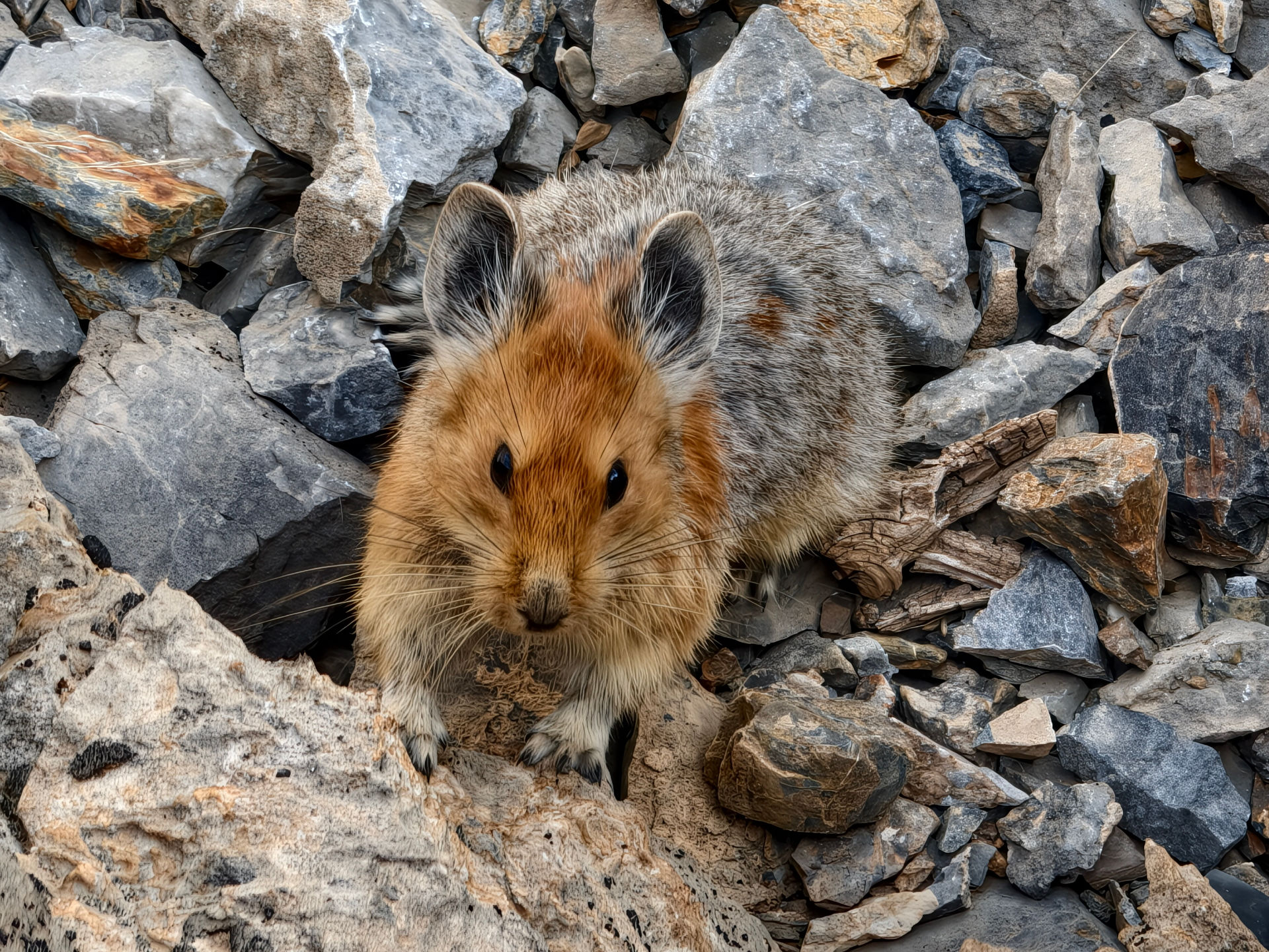 Tadschikistan begrüßt uns mit neuem Wildlife.