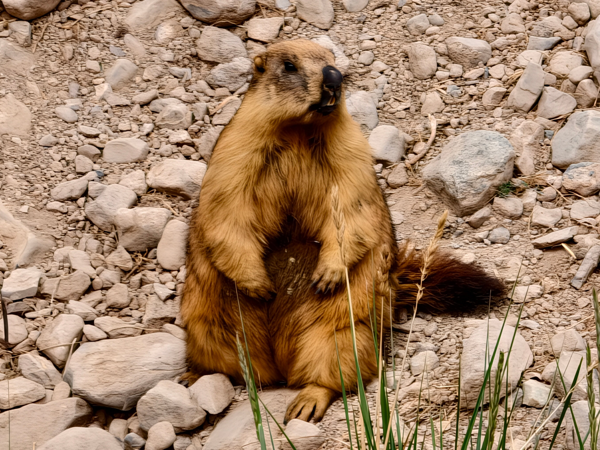 Die Murmeltiere hier in Tadschikistan pfeifen nicht, sondern kreischen oft, wenn wir keuchend vorbeistrampeln.