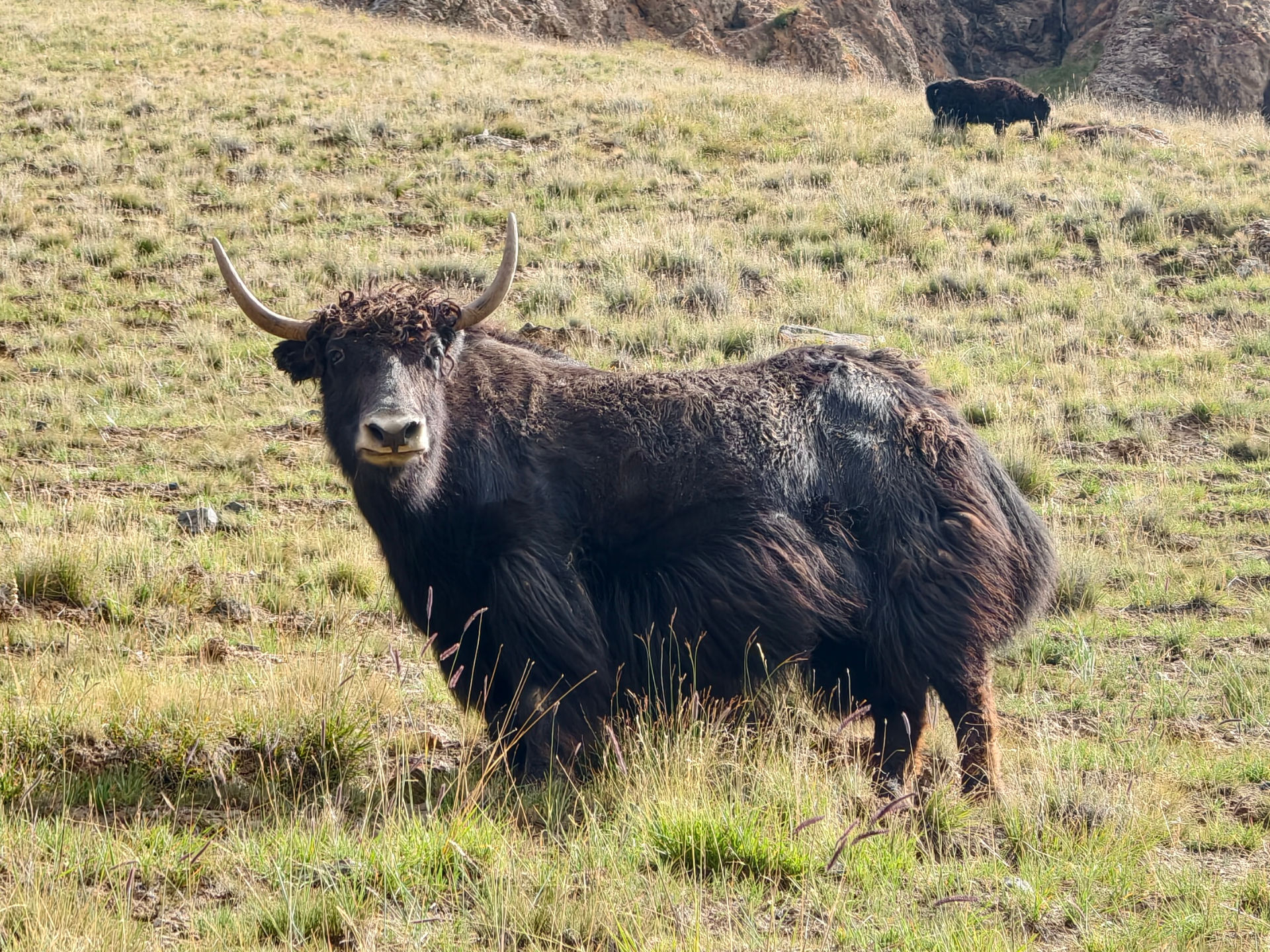 Yaks werden oft als Nutztiere gehalten und liefern Fleisch und Milch.